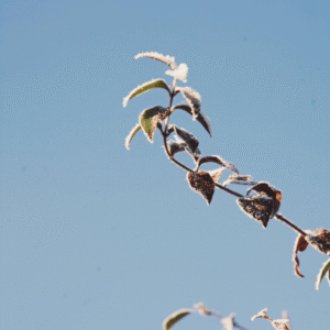 The Psychology of Spring: 5 Powerful Lessons on Growth, Resilience, and Starting Over