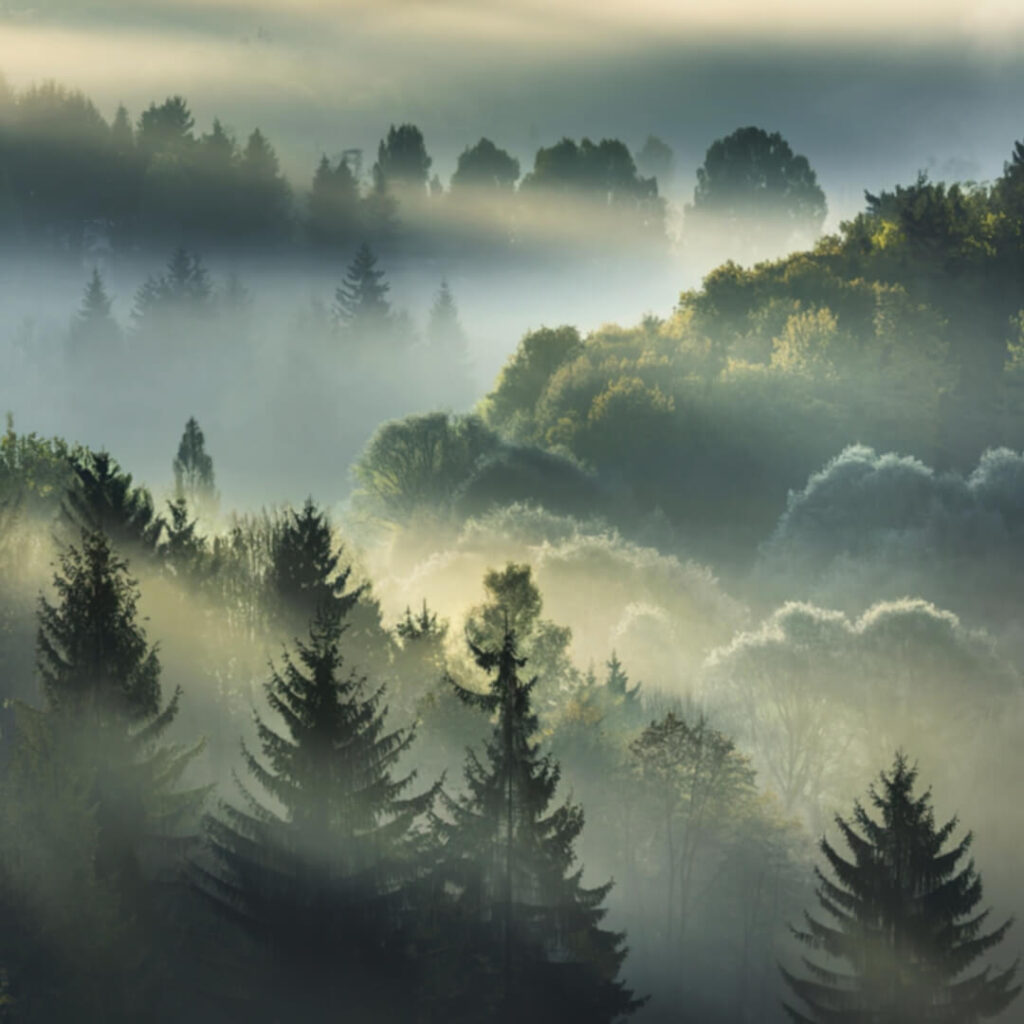 Nature Therapy: Why Being Outside Regulates Your Mood